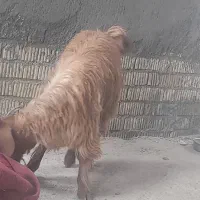 کهره ترکی مودار ذات ملکه|حیوانات مزرعه|جنت, |دیوار