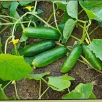 کارمیخوای توی خونه انجام بشه|استخدام درمانی، زیبایی، بهداشتی|شیروان (خراسان), |دیوار