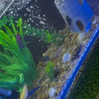 اکواریوم ماهی|ماهی|سنندج, |دیوار