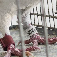 فقط معاوضه با قناری