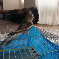 عروس هلندی نر