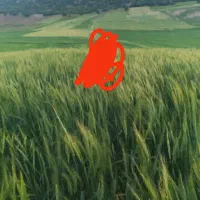 گندم بزری ازر  دو اسلاح شده تمیز