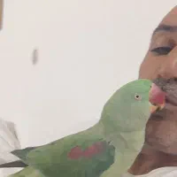 سلام  شاه طوطی   همراه با قفس وپایه بزرگ