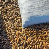 بلوط درجه یک ریز|حیوانات مزرعه|شوشتر, |دیوار