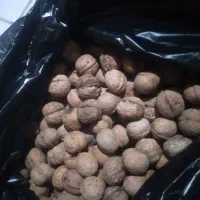 گردو دارم گردوی گردی مخصوص خورشتی خوشمزه