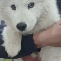 دامپزشک متخصص/ویزیت در محل/سگ/گربه/پرندگان زینتی