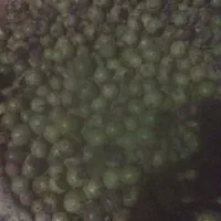گردو|خوردنی و آشامیدنی|ازنا, |دیوار
