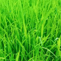 نشاء برنج برای کشت دوم ( تیم بینج)