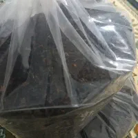 چای بهاره لاهیجان ۱۴۰۵