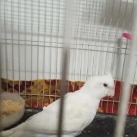 عروس هلندی بچه