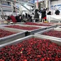 کار در کارخانه لواشک شبستر