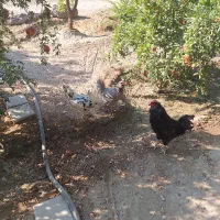 مرغو خروس گلین