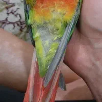 پرنده گمشده