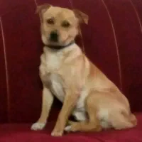 حیوان باورت فقط ۷ملیون