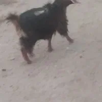 بزغاله چاق چهار نیم