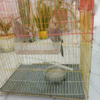 عروس هلندی نرو ماده