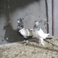 همه پرشی|پرنده|اردکان, |دیوار