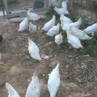 مرغ و خروس