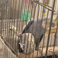 عروس هلندی جفت سخنگو