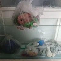 آکواریوم با لوازم|ماهی|ابهر, |دیوار