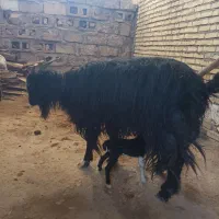 بز وبیگ ماده|حیوانات مزرعه|شوشتر, |دیوار