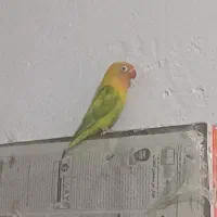 قناری