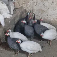 تخم نطفه دار مرغ شاخدار مرغ گینه‌ مرغ مرواریدی