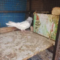 کبوتر|پرنده|فهرج, |دیوار