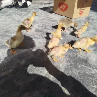 جوجه غاز و اردک