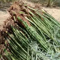 پاجوش نخل خرما با نهال مرکبات|خدمات باغبانی و درختکاری|یزد, |دیوار