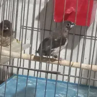 جفت بنگالی باتخم همراه قفس|پرنده|تبریز, |دیوار