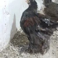 نیمچه و مرغ برهما پاتریچ و بلک