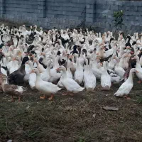 اردک تعداد بالا فروشی|حیوانات مزرعه|تولم شهر, |دیوار