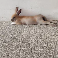 خرگوش آبستن