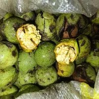 گردو تویسرکان اصل اورگانیک