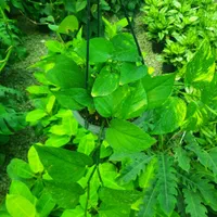 گل آپارتمانی پتوس|گل و گیاه طبیعی|تبریز, |دیوار