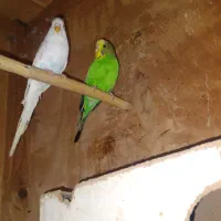 یک جفت مرغ عشق|پرنده|گرگان, |دیوار