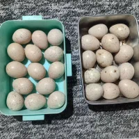 تخم بلدرچین کوهی