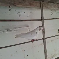 ۴تا کفتر پرشی تصمین|پرنده|بندر ترکمن, |دیوار