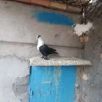 سرمخملی|پرنده|کرمان, |دیوار