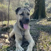 سگ کانگال|سگ|نوشهر, |دیوار