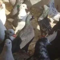 کبوترتهرانی