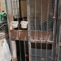 قفس گنجه خروس لاری