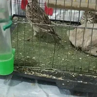 سهرخاکی|پرنده|نسیم‌شهر, |دیوار