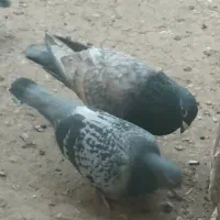 پرنده زینتی