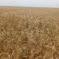 چهل-هکتار-زمین-کشاورزی-برای-شراکتی-دارم