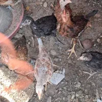 جوجه محلی
