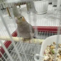 فروش عروس هلندی