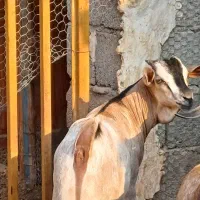 فروش نر سومال درجه یک|حیوانات مزرعه|بندرلنگه, |دیوار