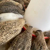 بلدرچین گوشتی - 47 روزه تخم گذار